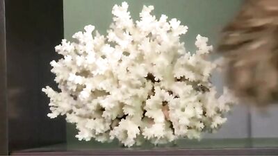 Max Sargent streamer nude clips pack